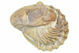 Enrolled Kainops Trilobite - Black Cat Mountain, Oklahoma #362996-2